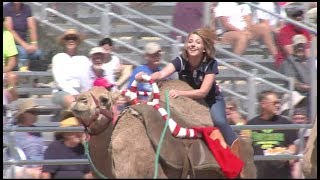 Olivia races a camel in Virginia City [upl. by Maurreen]