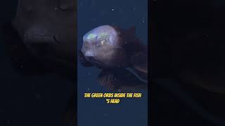 Barreleye Fish  RARE FOOTAGE UNVEILED amazing [upl. by Itaws150]