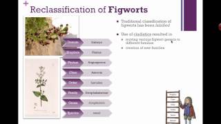 Reclassification of Figworts IB Biology 2015 [upl. by Donna]