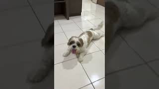 Shih Tzu Dog For Adoption  1 Year 2 Months Leo from Shah Alam Selangor [upl. by Yrokcaz314]