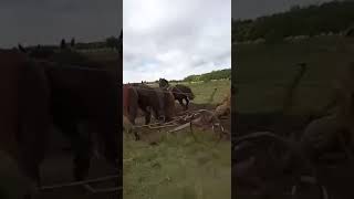 Arando a caballo mundofierros [upl. by Cristine]