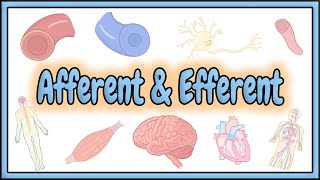 37 Afferent amp Efferent Terms  2D Animation [upl. by Pooi]