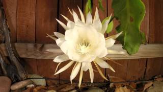 Queen of the Night Epiphyllum oxypetalum bloom time lapse [upl. by Plossl293]