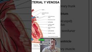 Entiende el Ciclo de Circulación Sangre y Corazón [upl. by Mathre]