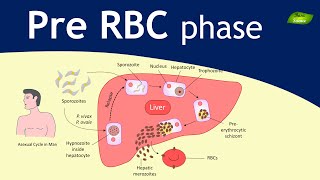 Plasmodium  Malaria Exoerythrocytic schizogony  Parasitology  Basic Science Series [upl. by Aimac162]