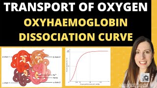 Alevel Biology Structure of HAEMOGLOBIN and Oxyhaemoglobin dissociation curves [upl. by Annaer]