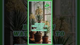 yucca plant indoors care plant plants garden gardening planting yuccaplantas [upl. by Lamaaj]