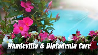 Mandevilla amp Dipladenia Care  Outdoor amp Indoor Care of Mandevilla amp Whats The Difference [upl. by Boyse]