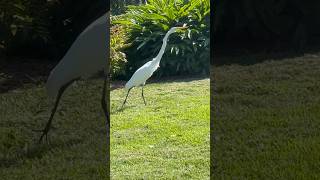 Egret City Park New Orleans egret bird neworleans citypark nature louisiana [upl. by Torre]