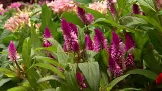 Celosia offers color and variety for summer gardens [upl. by Irotal648]