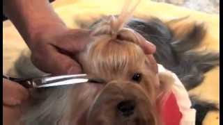 Yorkshire Terrier Show Grooming Part 2 of 2  Show Prep [upl. by Urbani]