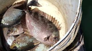 Fishing Stick Broken catching a Good Size of Rabbit Fish back to back [upl. by Leese]