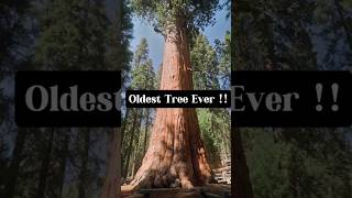 Sequoia  The oldest living tree  2000 Years Old  Natures Giants  FactsMine [upl. by Truk]