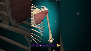 Infraspinatus muscle action action muscle anatomy medicalstudent easylearning shorts youtube [upl. by Thayne]