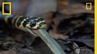 King Cobra vs Olive Water Snake  National Geographic [upl. by Dett420]