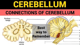 Cerebellum 3  Connections of Cerebellum [upl. by Holofernes481]