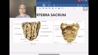 Anatomi Vertebra Cervical Thoracal Lumbal Sacrum Coccygeus [upl. by Elman]