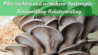 Speisepilze züchten und VermehrenAusternpilzRosenseitlingKräuterseitling [upl. by Ititrefen]