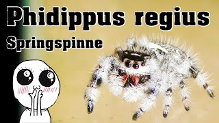 Springspinne quotPhidippus regiusquot Haltung  Terrarium [upl. by Folger]