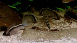 Corydoras arcuatus [upl. by Ahsieker]