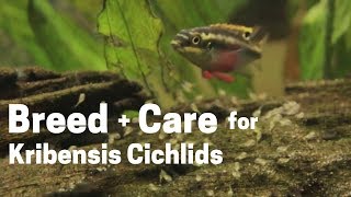 HOW TO BREED  CARE FOR KRIBENSIS CICHLIDS Easy and Simple [upl. by Nennek]