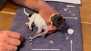 Docking Puppies Tails amp Removing Dewclaws  How To  German Shorthaired Pointer Breed Standard [upl. by Anitsrihc]