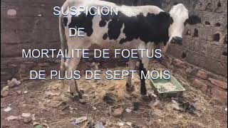 SAUVETAGE DUNE GENISSE GESTANTE VICTIME DE LA MORTALITE DU FOETUS DE SEPT MOIS [upl. by Melas]