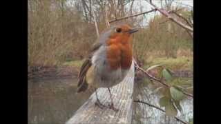 European Robin Erithacus rubecula [upl. by Yelroc]