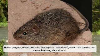 Hantavirus [upl. by Maximilian912]