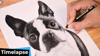 BOSTON TERRIER DOG DRAWING TIMELAPSE [upl. by Marinelli]