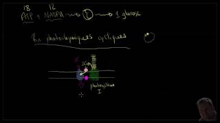 La photosynthèse 34  les réactions photochimiques cycliques [upl. by Kragh]