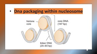 Histone  DNA packaging  Nucleosome [upl. by Elsy947]