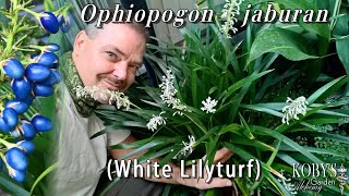 Ophiopogon jaburan White Lilyturf Shade loving Intricate white wands and pearly blue berries [upl. by Ynnot]