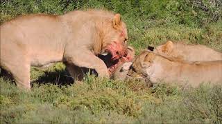 Lions stalk and catch Warthog then eat it ALIVE [upl. by Chil]