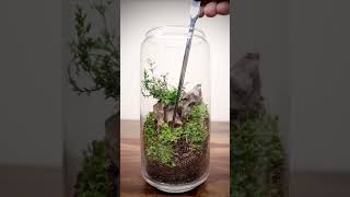 Easy terrarium build shorts [upl. by Eddie]