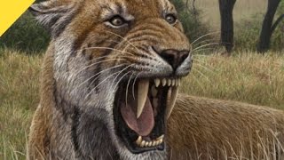 Huge Fossil Footprints of SaberToothed Cat Discovered  Prehistoric News [upl. by Vihs550]