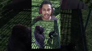 i am gorilla in zoo 🦍 gta5shorts gta5malayalamroleplay [upl. by Asi]