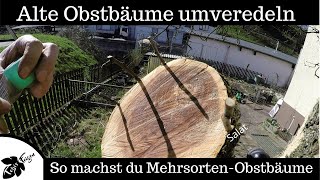 Alte Obstbäume Umveredeln  Mehrsortenobstbaum [upl. by Jael]