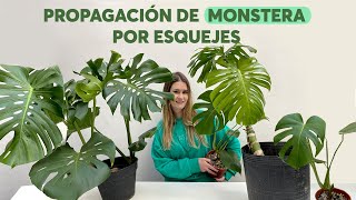 Propagamos una monstera a partir de gajos de una poda SÚPER FÁCIL [upl. by Assenar]