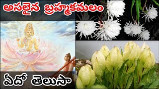 Real brahma kamalam flower  Rare flower in India  Interesting facts [upl. by Oigres]