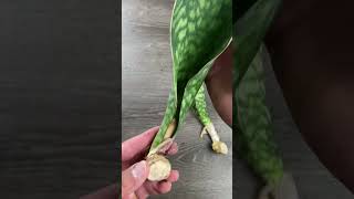 Whale Fin Sansevieria Propagation [upl. by Aiet589]