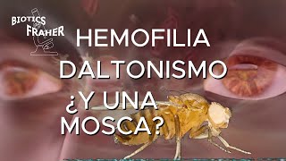 HEMOFILIA DALTONISMO ¿Y UNA MOSCA [upl. by Burta]