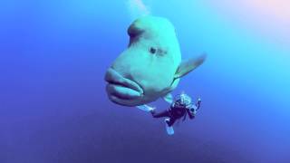 Napoleon Wrasse in the Southern Red Sea [upl. by Nosyarg506]