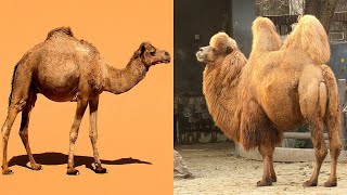 Comparing Dromedary and Bactrian Camels [upl. by Hoeve950]