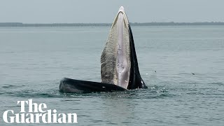 Rare whale feeding technique could explain tales of mythical sea creature [upl. by Mark254]