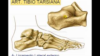 Articulación del tobillo [upl. by Bunow434]