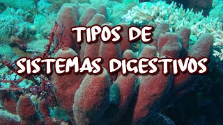 Tipos de sistemas digestivos [upl. by Hendrick]