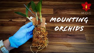 Mounted Orchids  How to amp Care Tips  Orchid Care for Beginners [upl. by Saideman769]