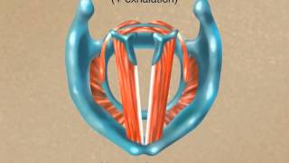 How the Larynx Produces Sound [upl. by Nwahsem]