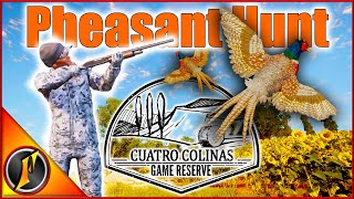 How Good Is the Pheasant Hunting on Cuatro Colinas [upl. by Natascha]